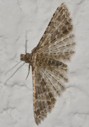 Alucita sp.